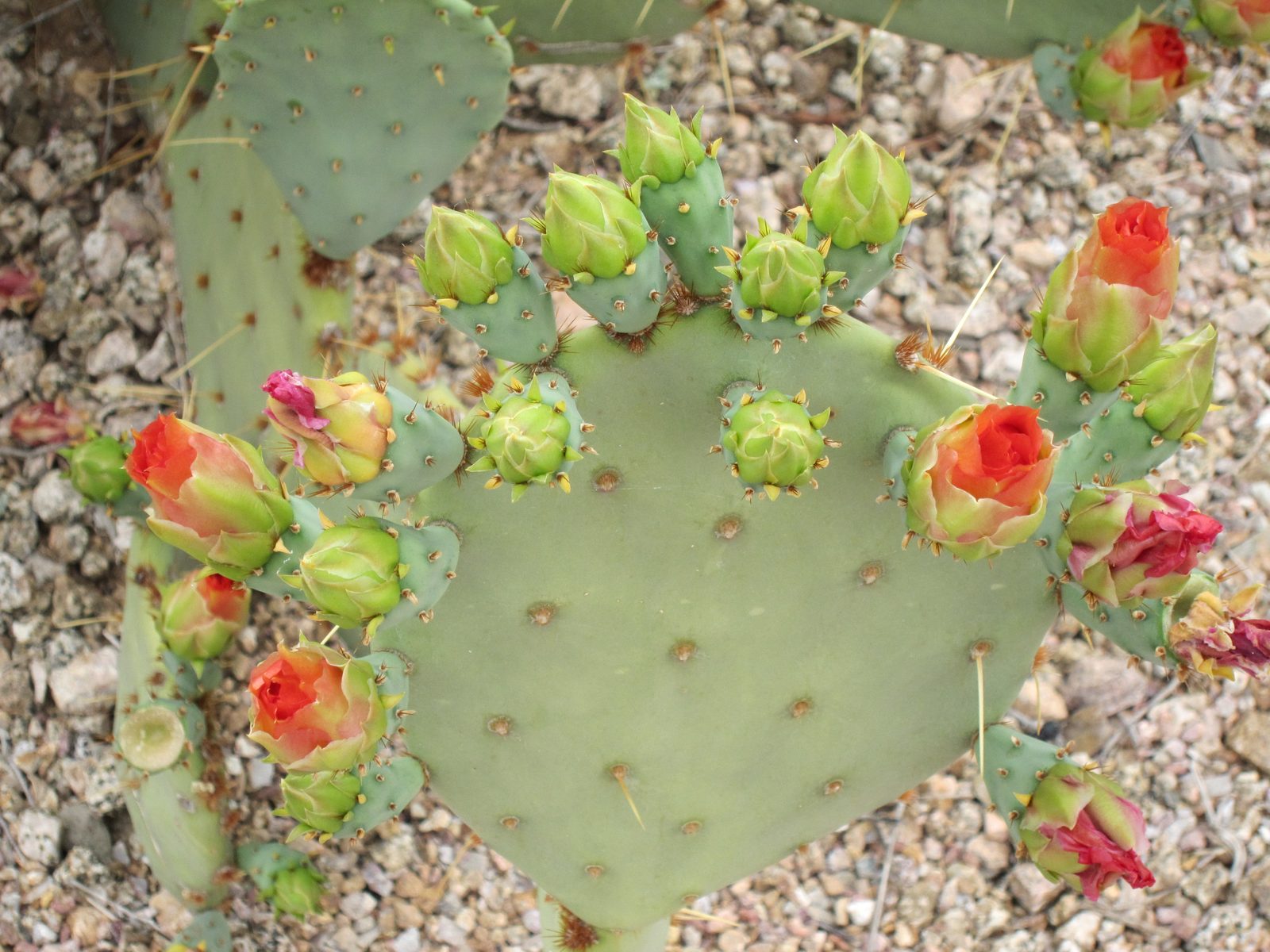 Look at the buds on one prickly pear leaf.