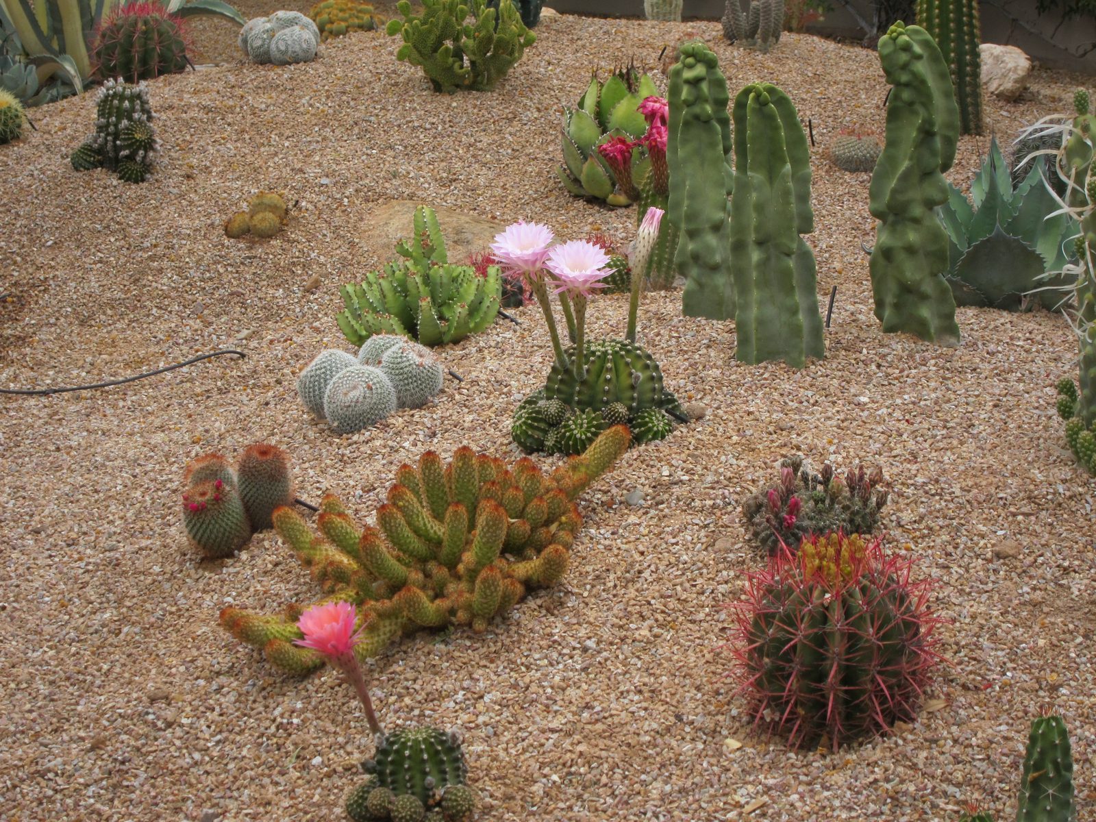 The cactus garden out back.