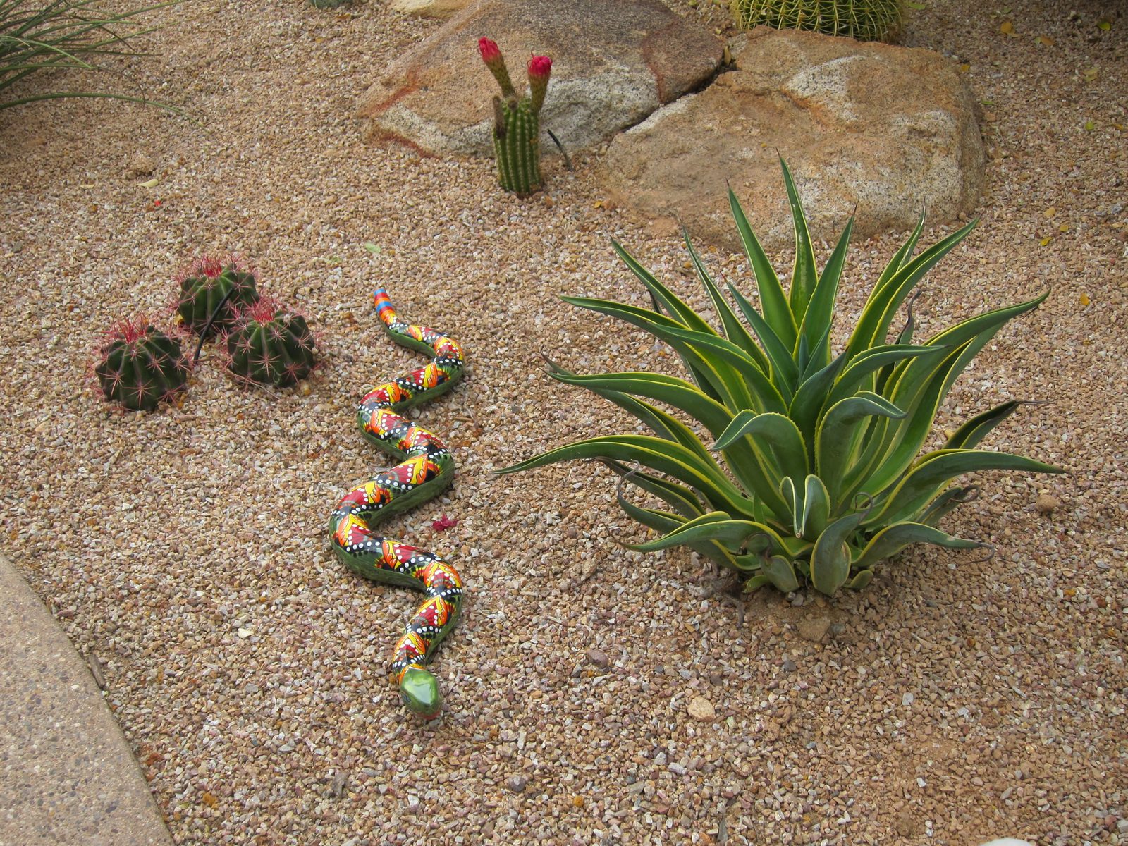 And what's a cactus garden without some critters.