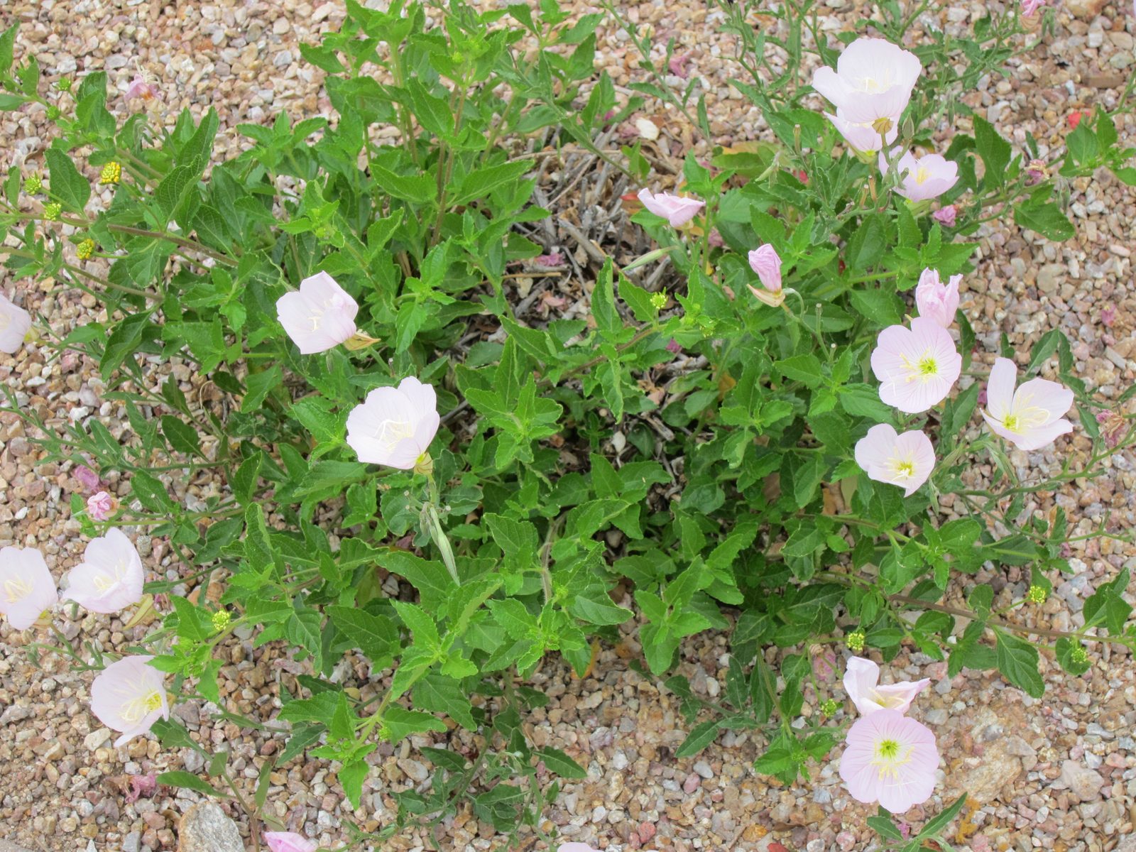 One of the left over perennials ... I believe it's called evening primrose ... though it blooms...