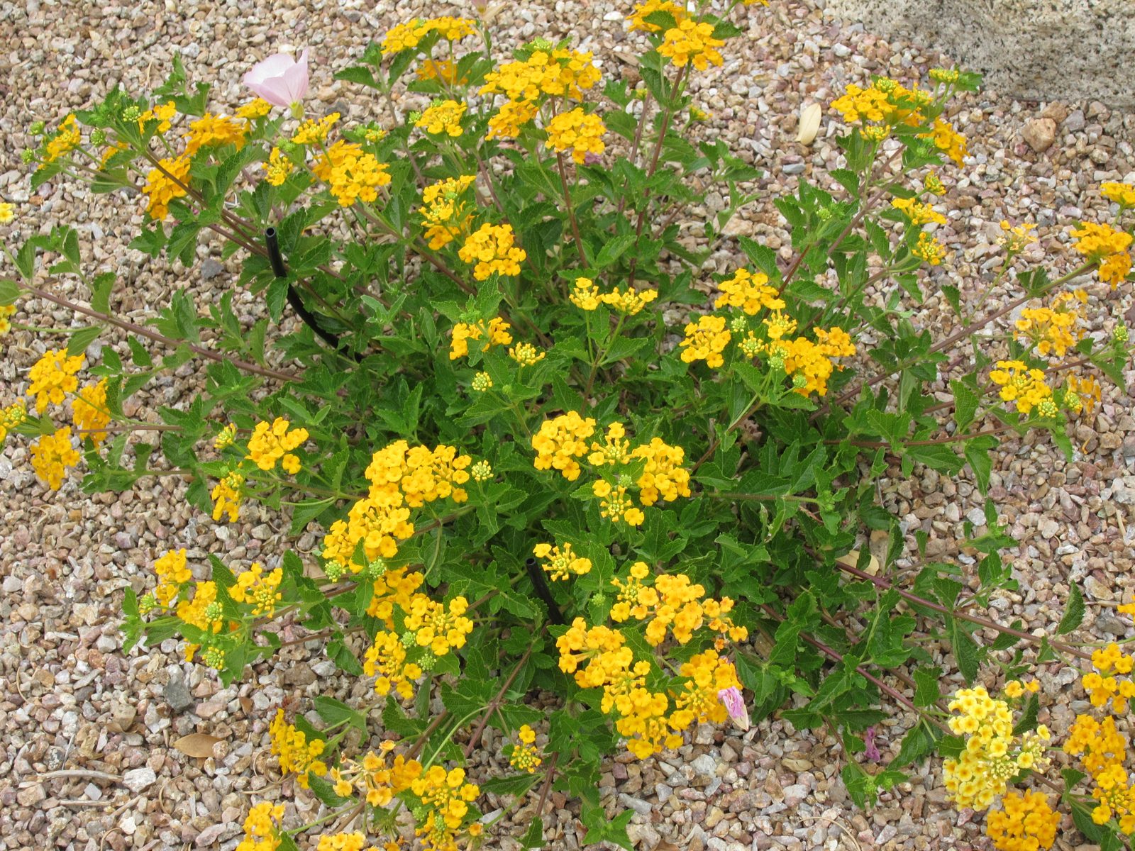 More lantana ... this one out back