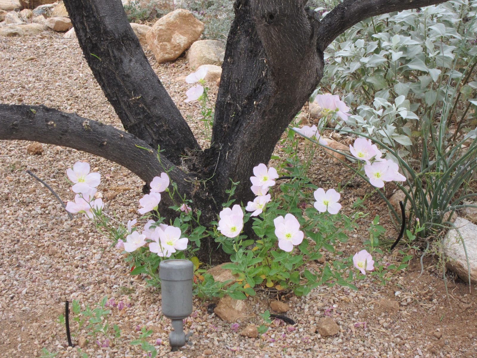 And evening primrose under the desert laurel tree