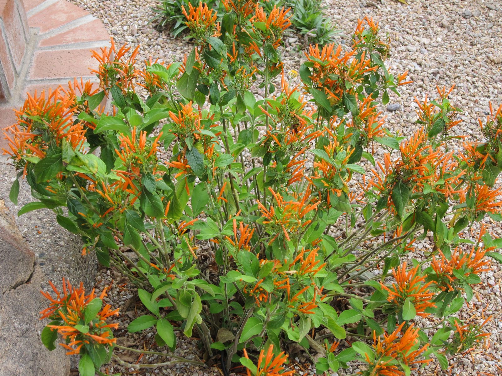 I keep learning (and forgetting) the name of this bush.