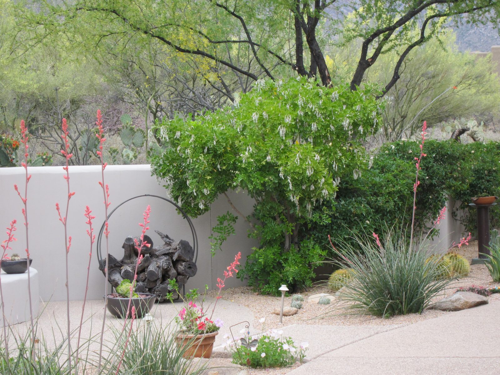 The large tree with the pods against the wall is a Texas laurel ... and all those pods are where...