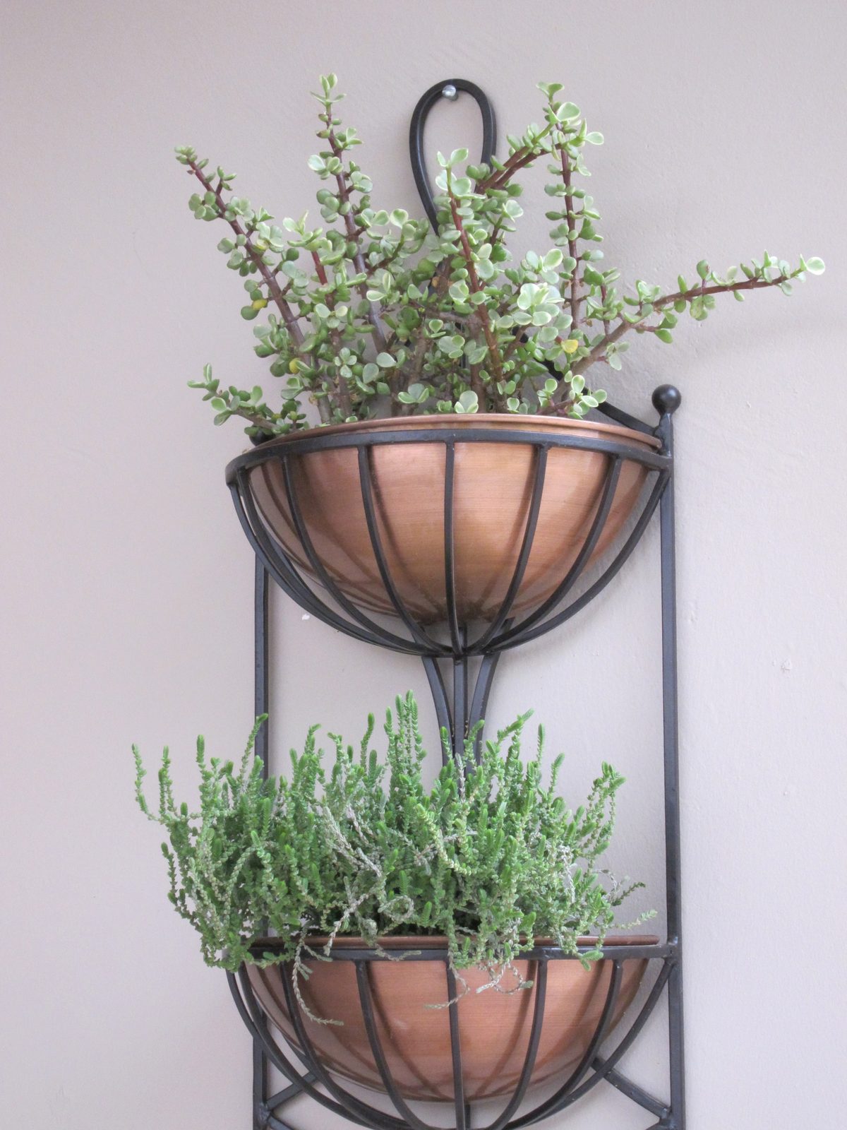Two cacti I had Bach's nursery plant for me in a container, wall hanging) we bought in Phoenix...