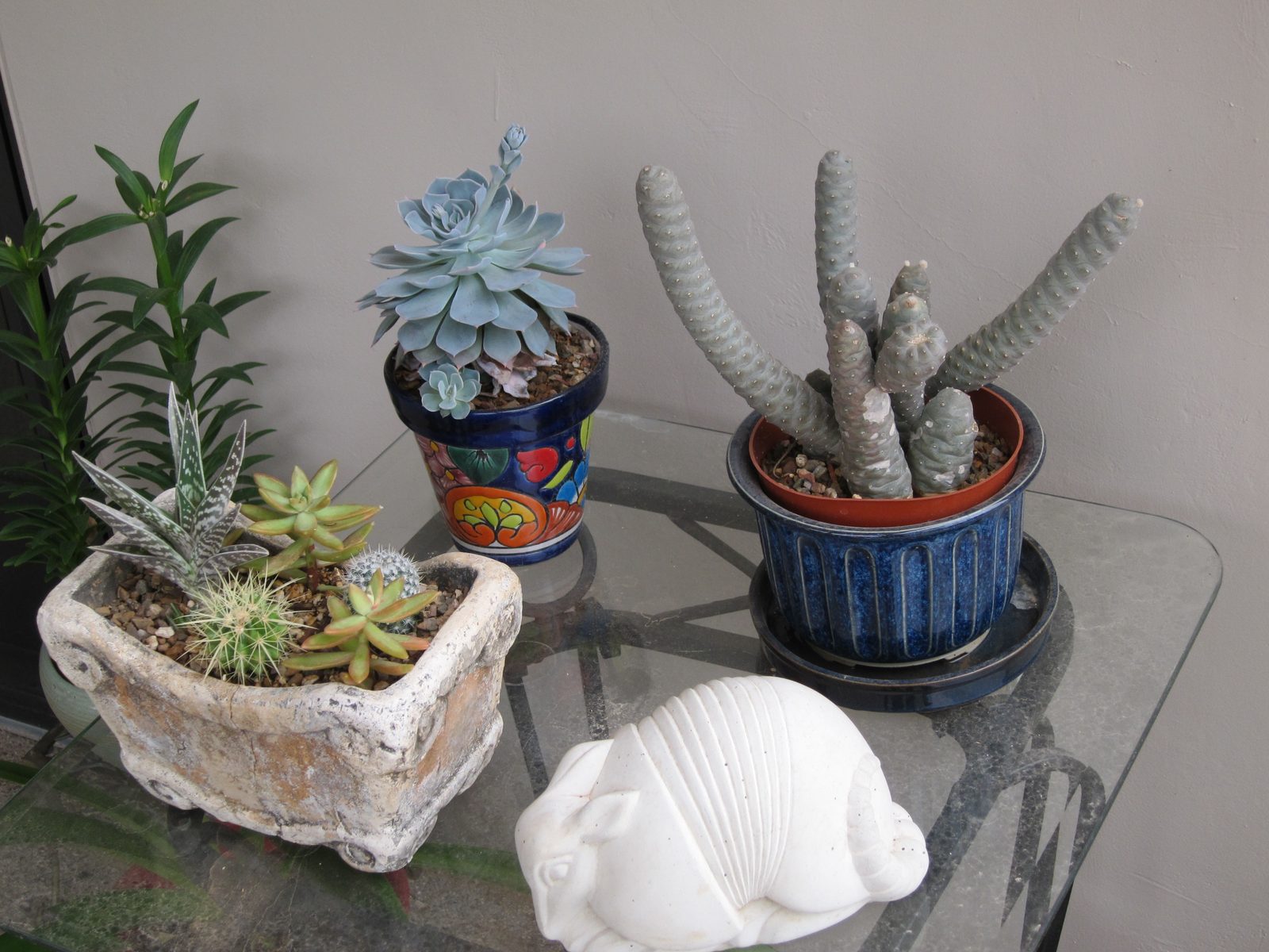 My little table cactus garden.  The back right is called pine cone cactus ... and it is about to...