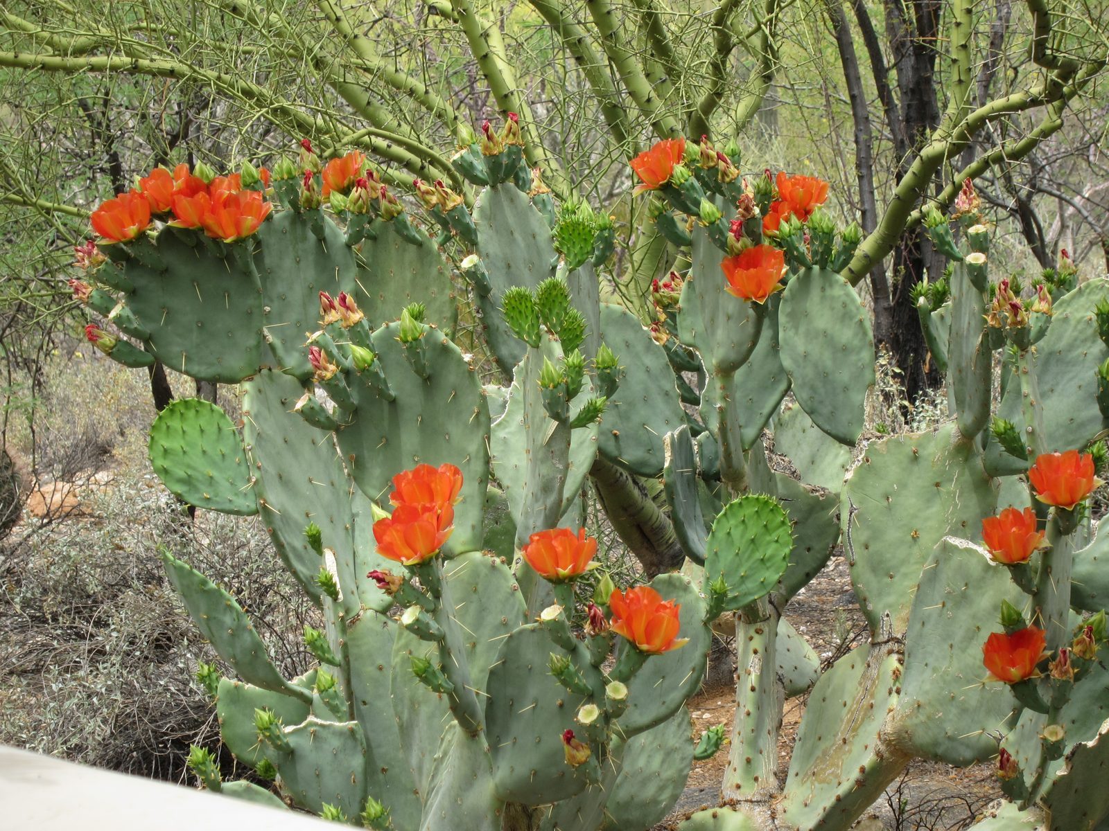 And another prickly pear on the outside of the back wall