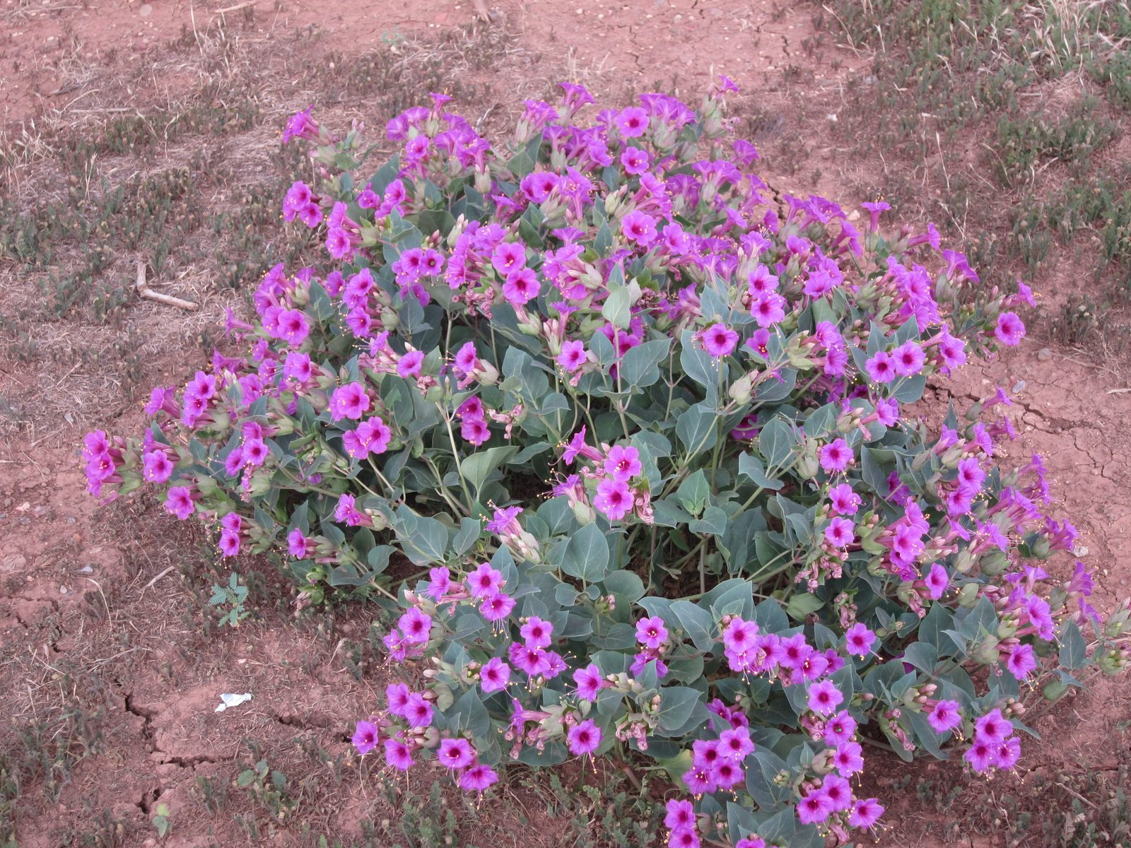 Spotted these just before sunset.  They are Four o'Clocks and thrive in poor dry soil, opening...