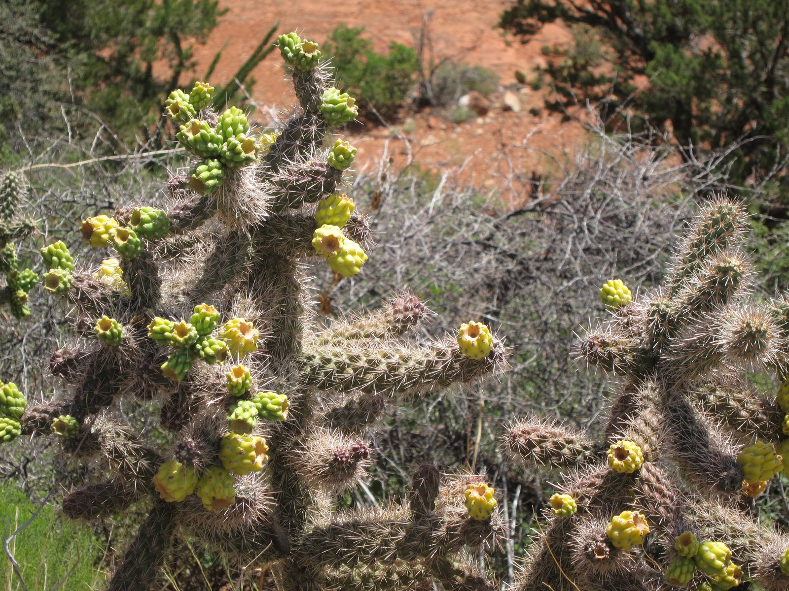 Some cholla on the chapel grounds that were just bursting with fruits.