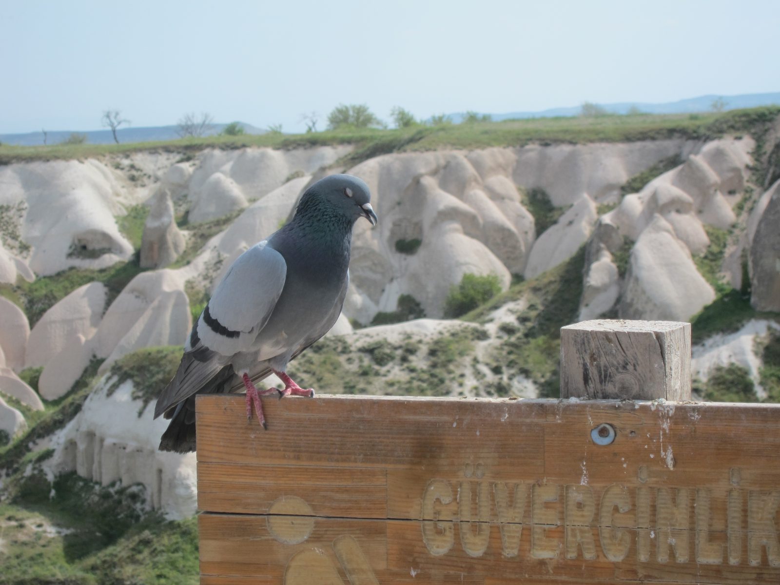 One of the valley residents.  Custom holds that a young woman must establish a pigeon 'cote' in...