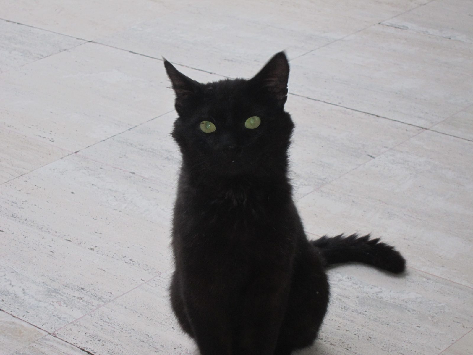 Cats and dogs were everywhere:  restaurants, hotels, streets.  According to Sonol, they are...