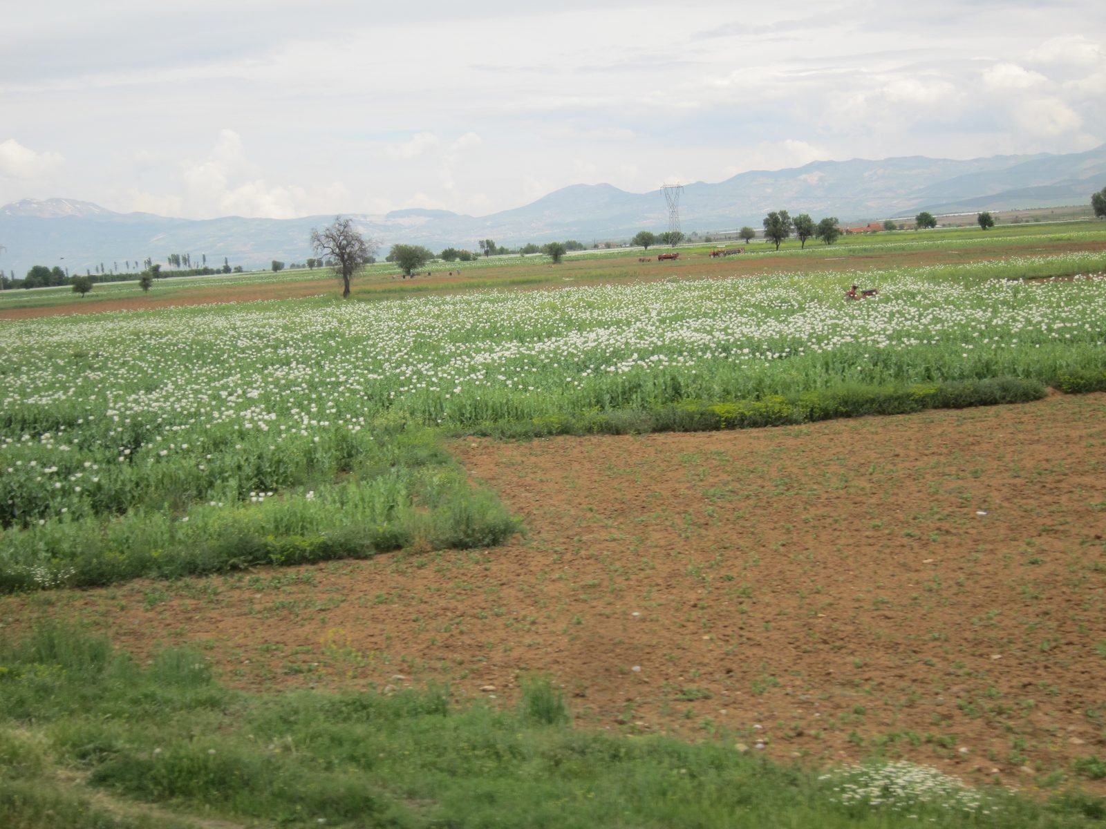 Driving out of Antayla we passed many poppy fields - the kind that cocaine comes from.  Sonol...