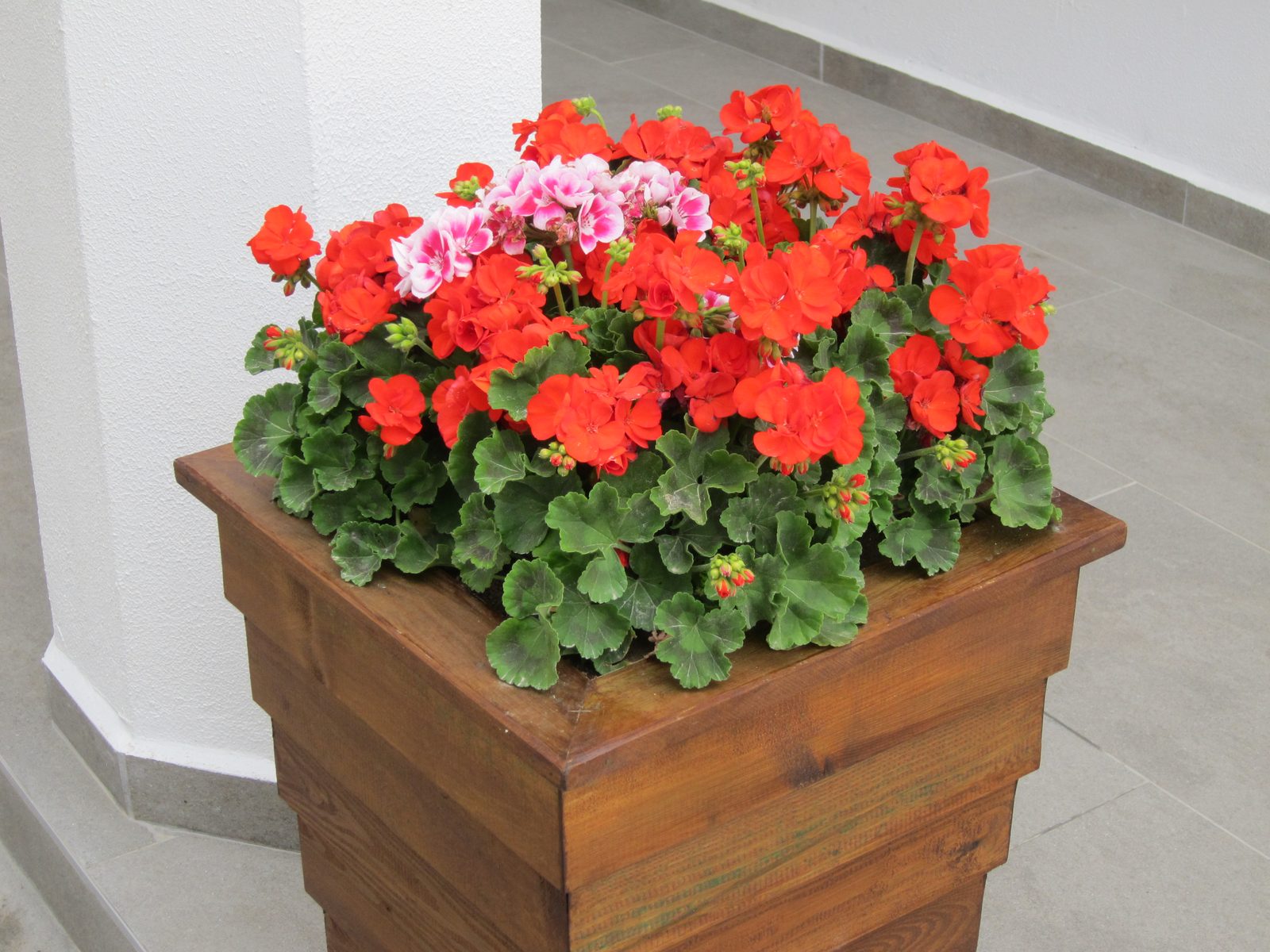 A lovely example of the flowers we saw everywhere.  This was a gas station