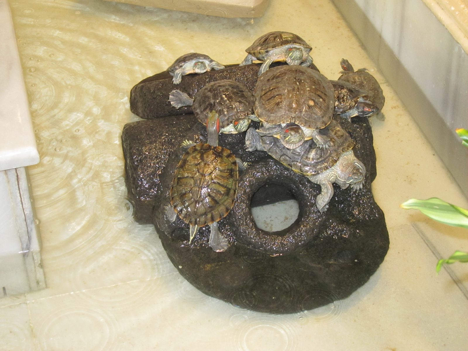 These are turtles that seemed happy enough to live in a fountain in the lobby of our hotel in...