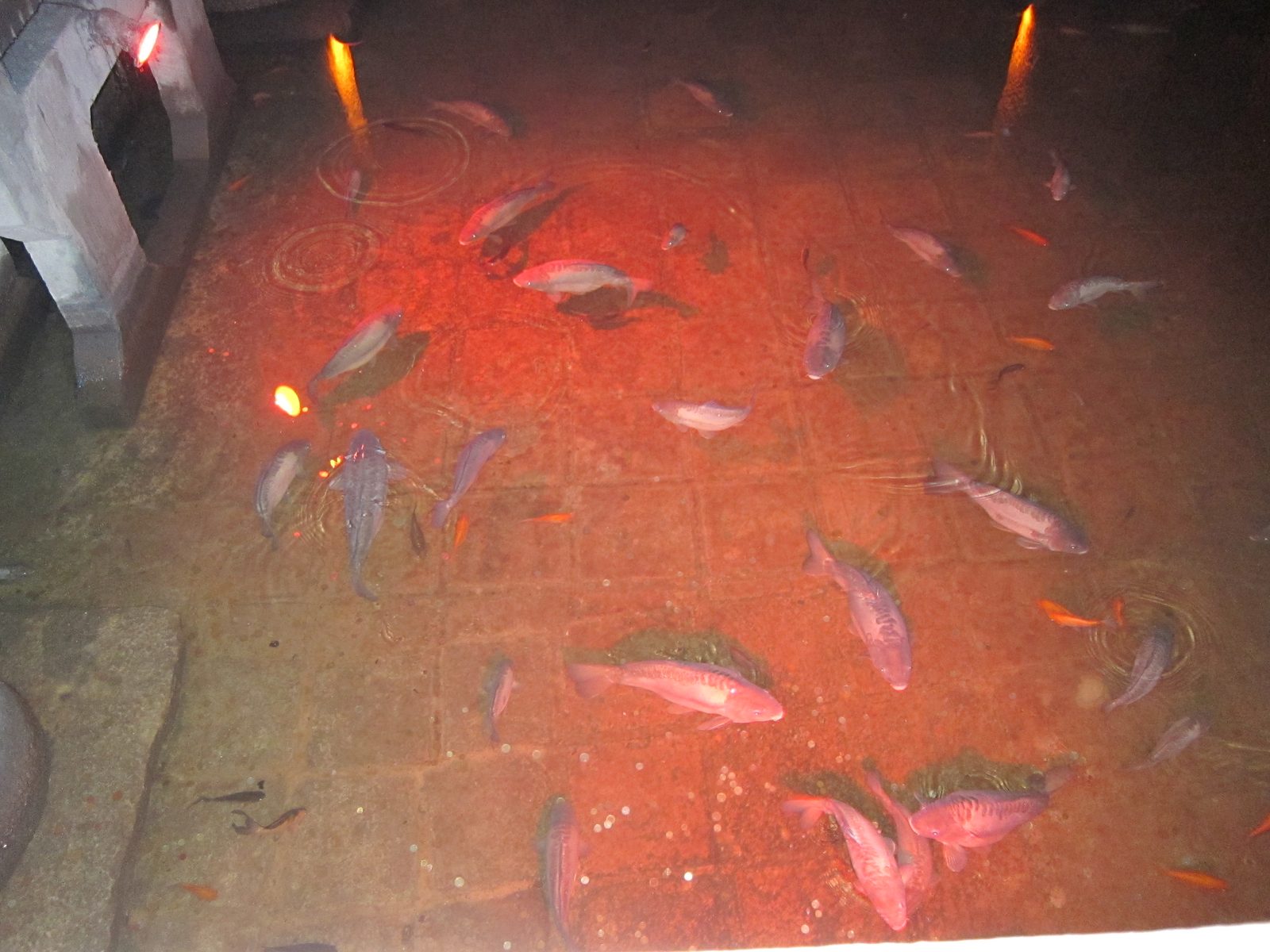 Today carp live in the water and keep it clean by eating the algae.