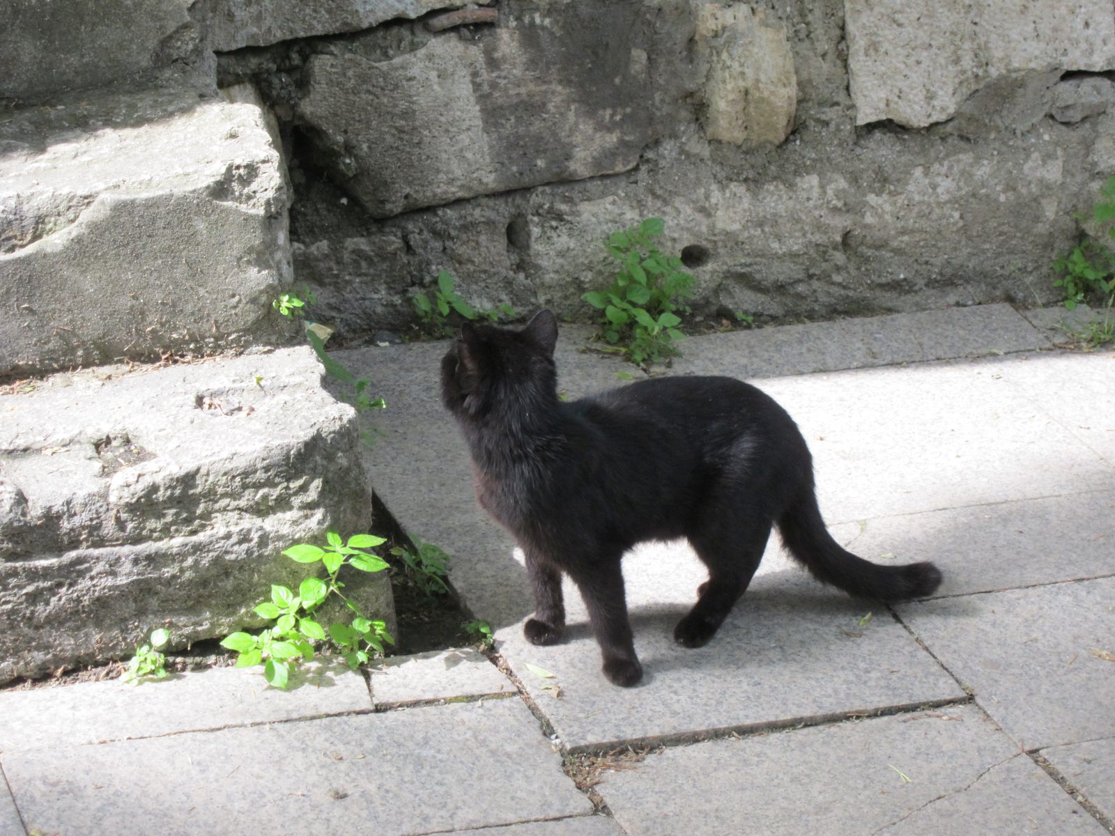 One of the community pets.  I've decided that's what I'd like in Pima Canyon ... though it might...
