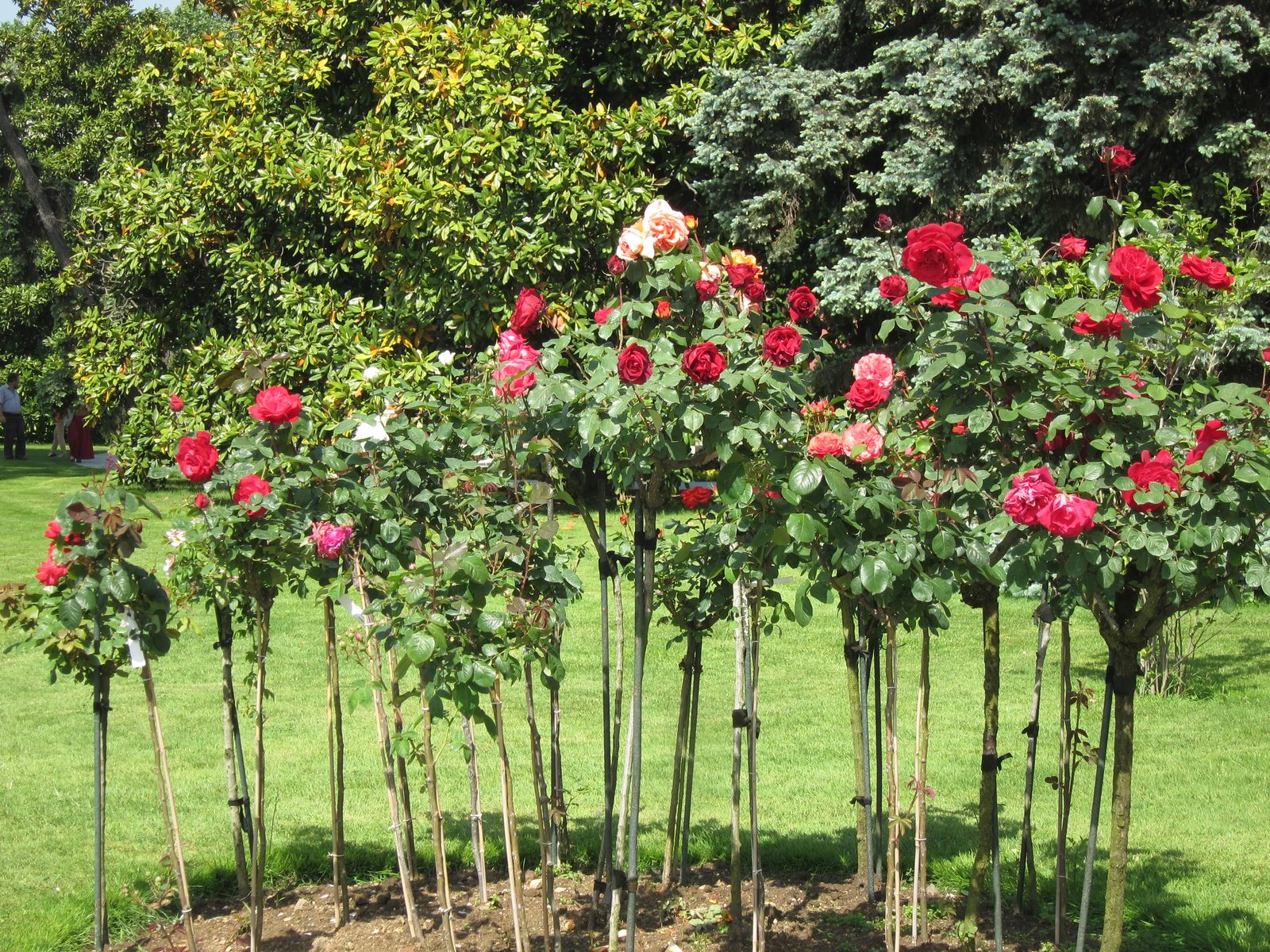 ... with rose standards