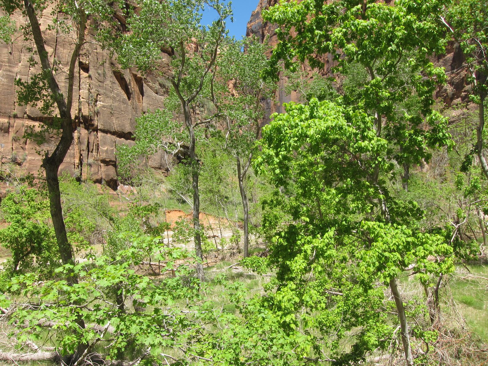 You can spot the Virgin river through the trees.  May has to be the best month to visit