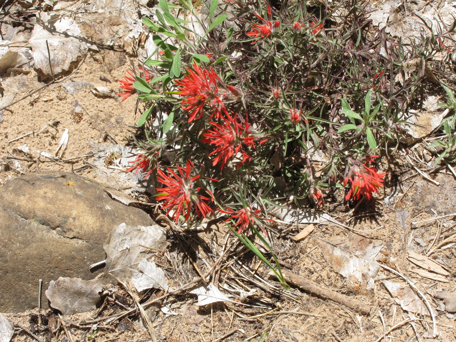 I believe this is Indian Paint Brush.  Any other ideas?