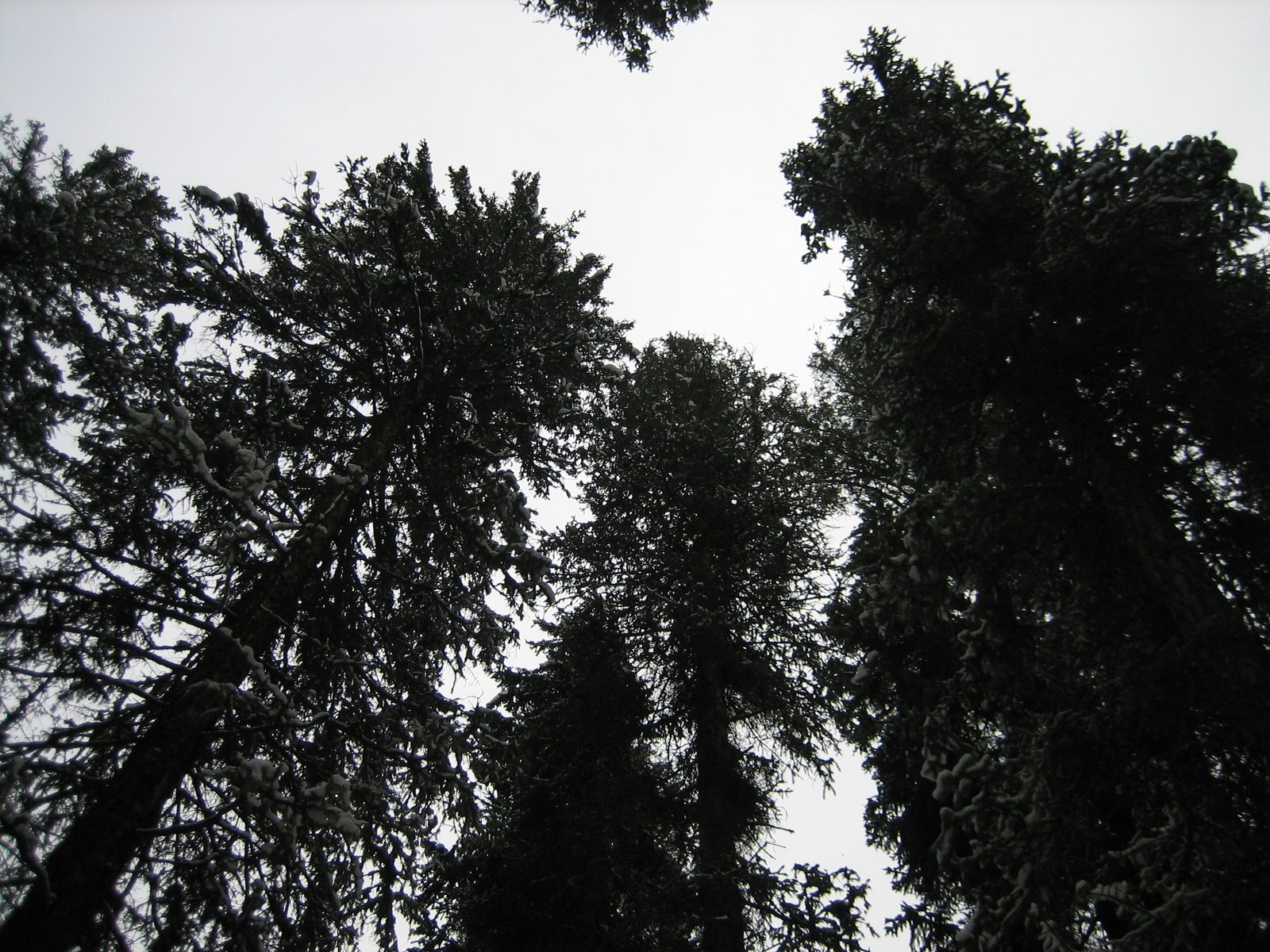 A view up into the trees.