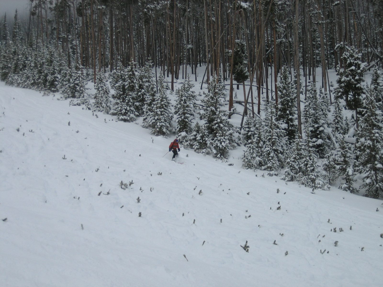 John mowing down Christmas trees.