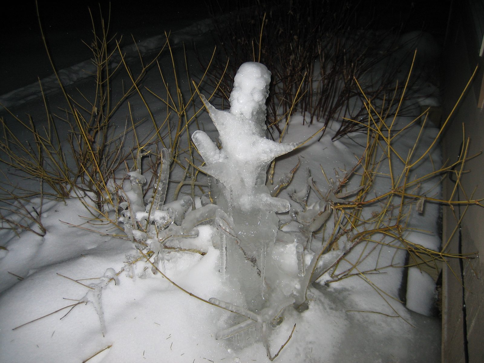 Mr. Ice Plant who stands watch over our hot tub.