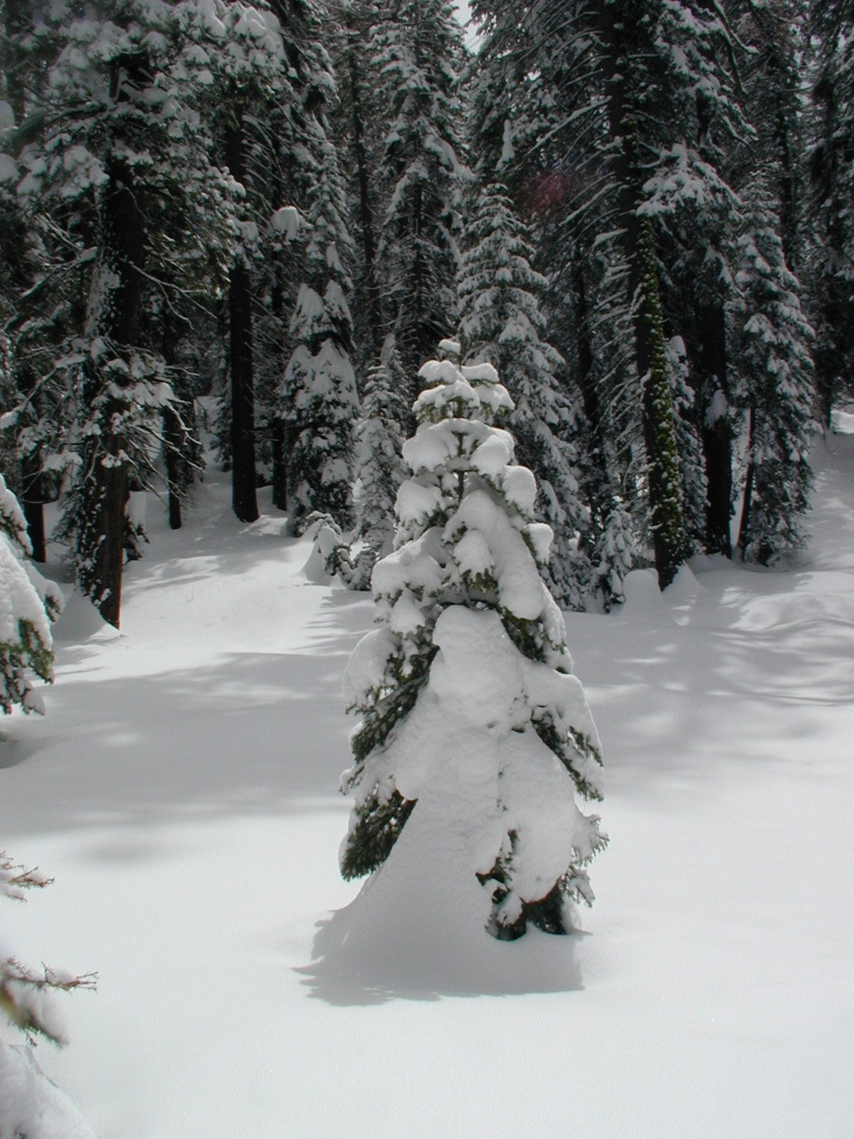 Cute Christmas tree.