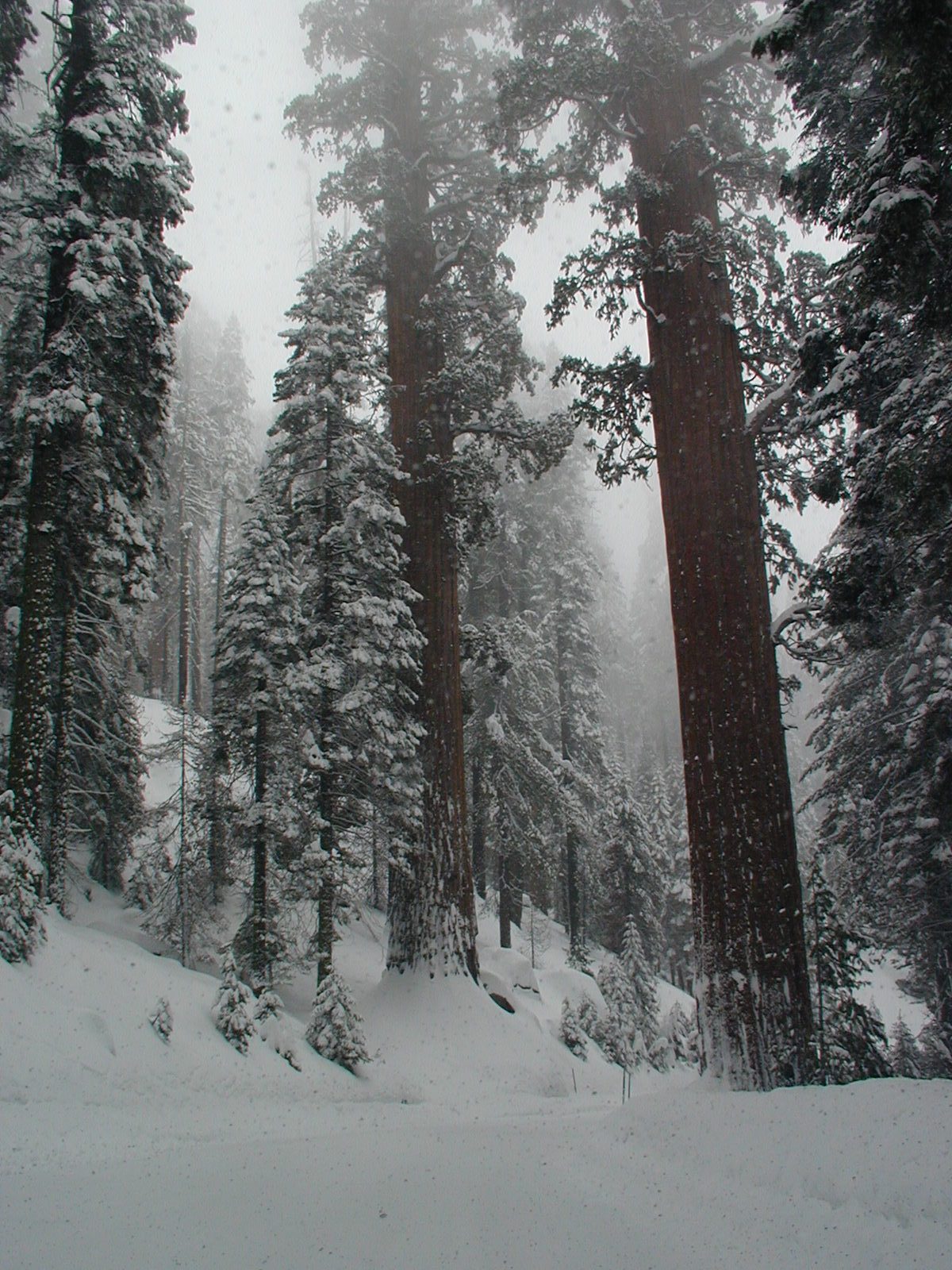 It's a shame to come all the way to Sequoia and not spend any time looking at the big trees.