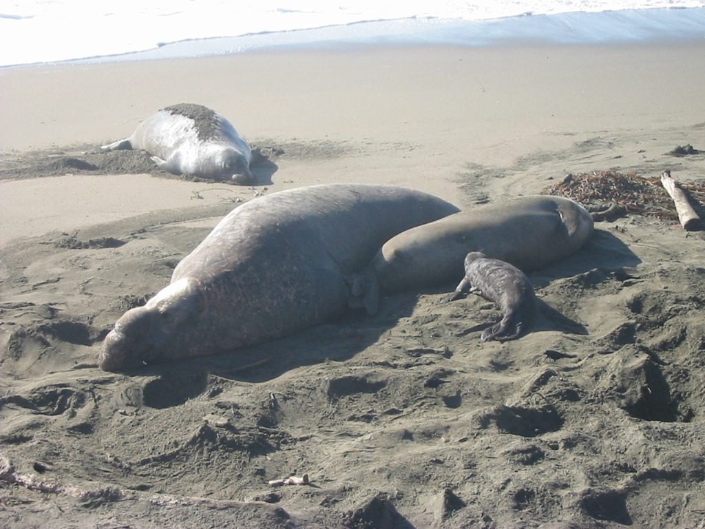 A family of elephant seals including a nursing pup.  Somewhere near Hearst Castle.