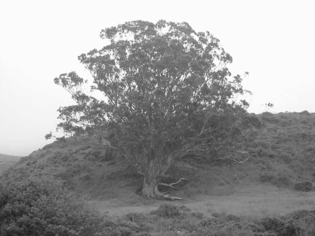 California Live Oak, artistic style.