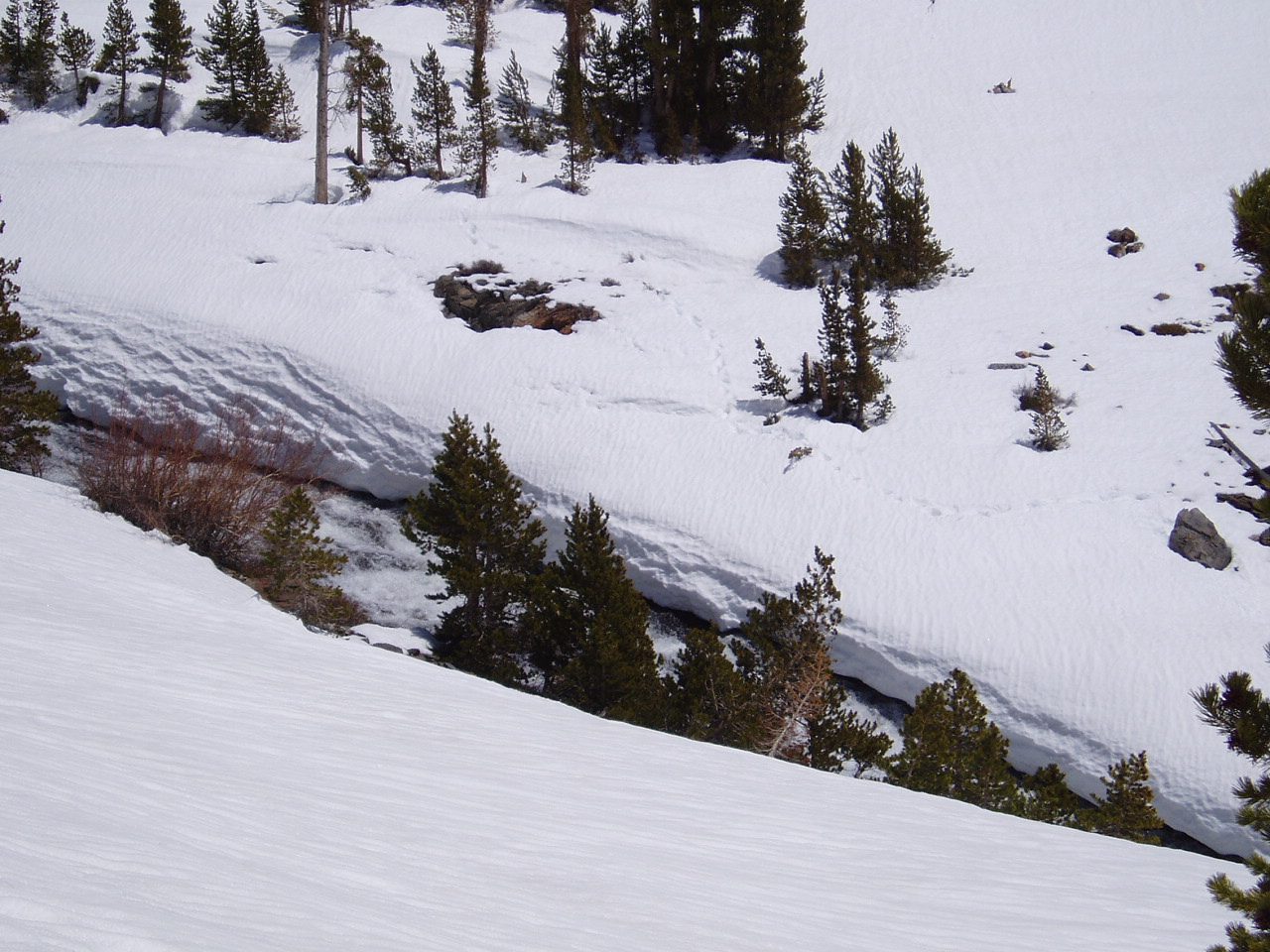 I see bear tracks!