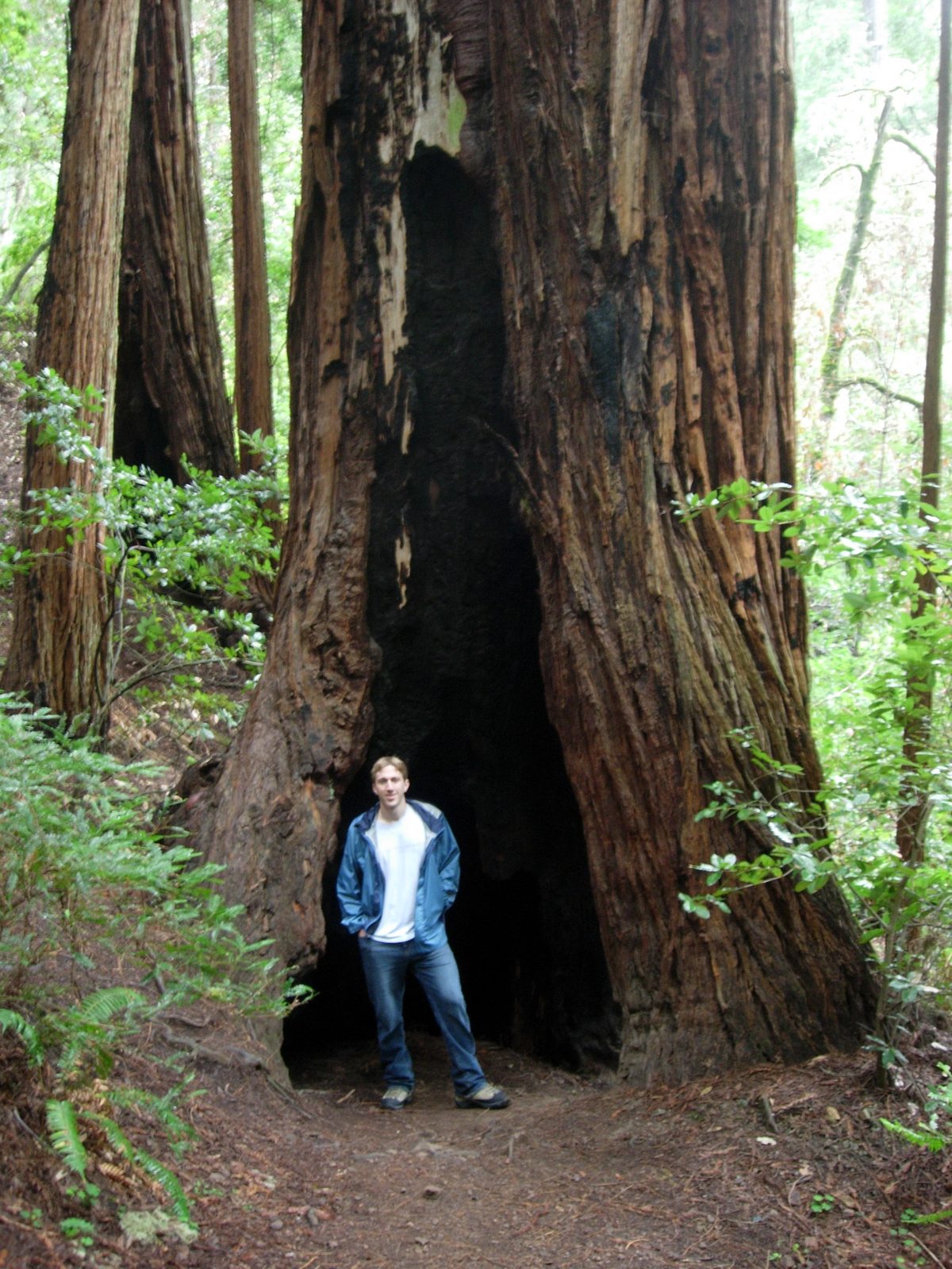 Trevor standing inside a large tree.