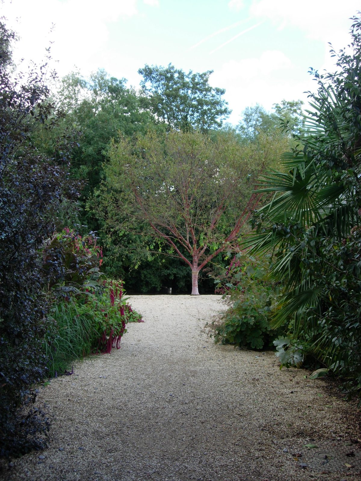 This tree looked like one you'd find in Arizona or New Mexico (an ironwood maybe?)