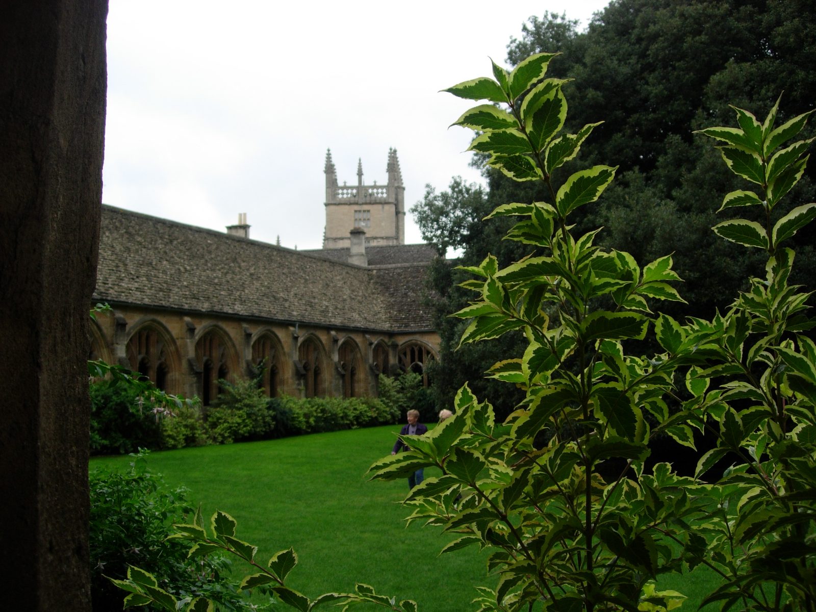 As elsewhere in New College, shrubs are very well attended to