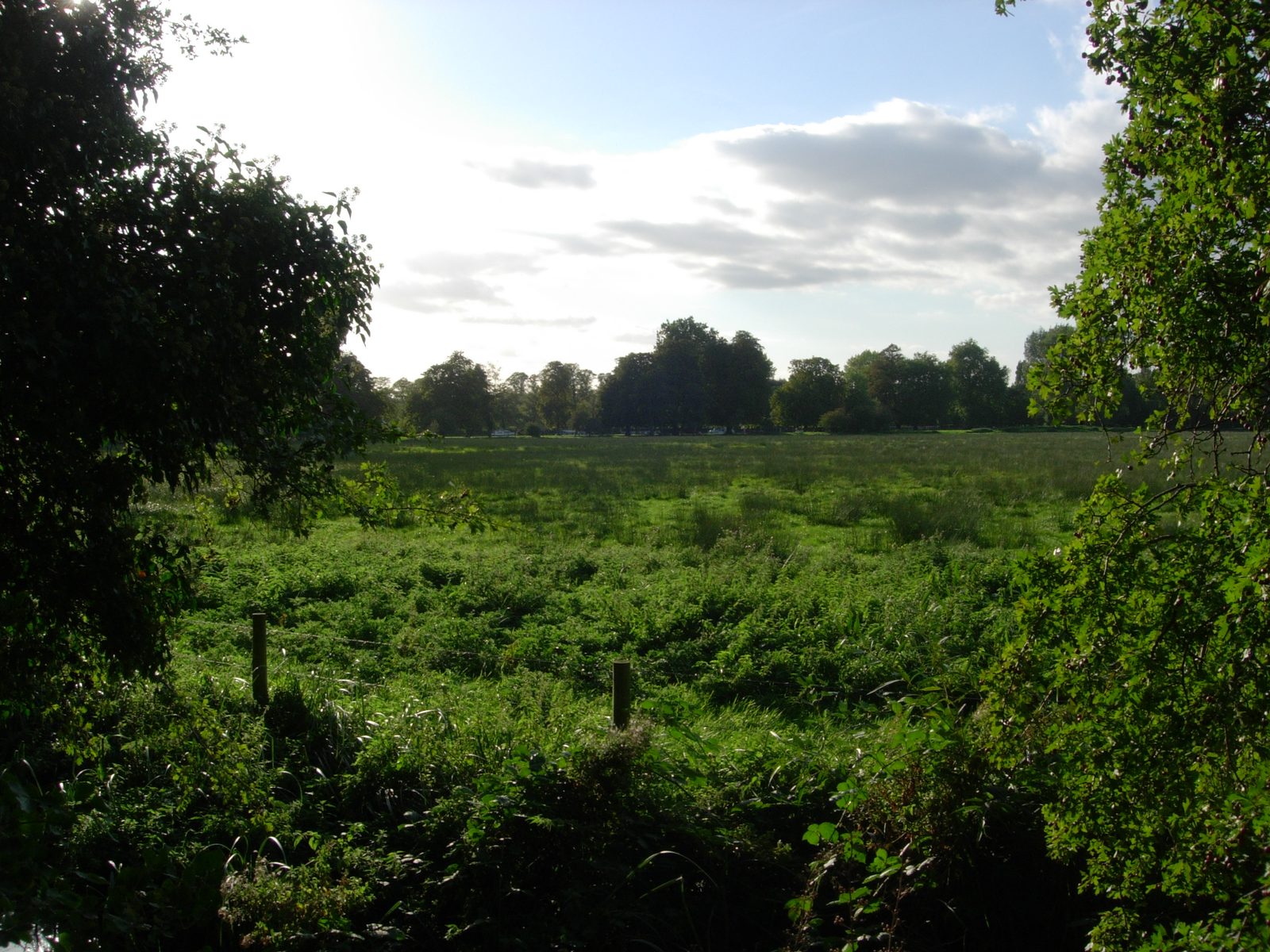 Christ Church Meadow, an archetypal English water meadow