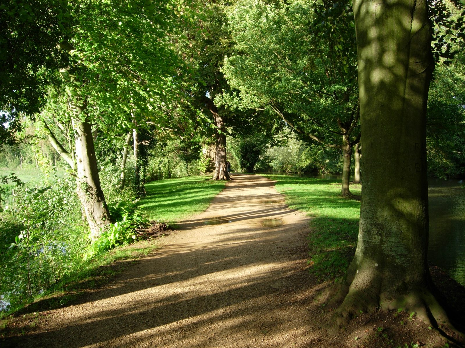 A leafy canopy over the path