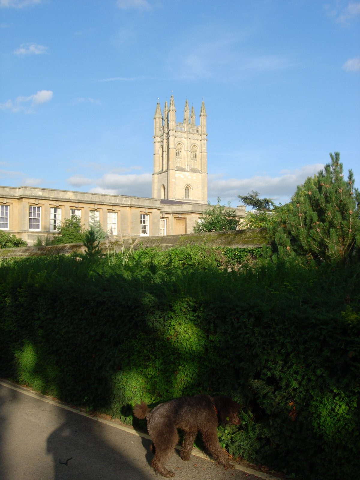 Magdalen Tower, the Daubeny Building and a dog on a mission.