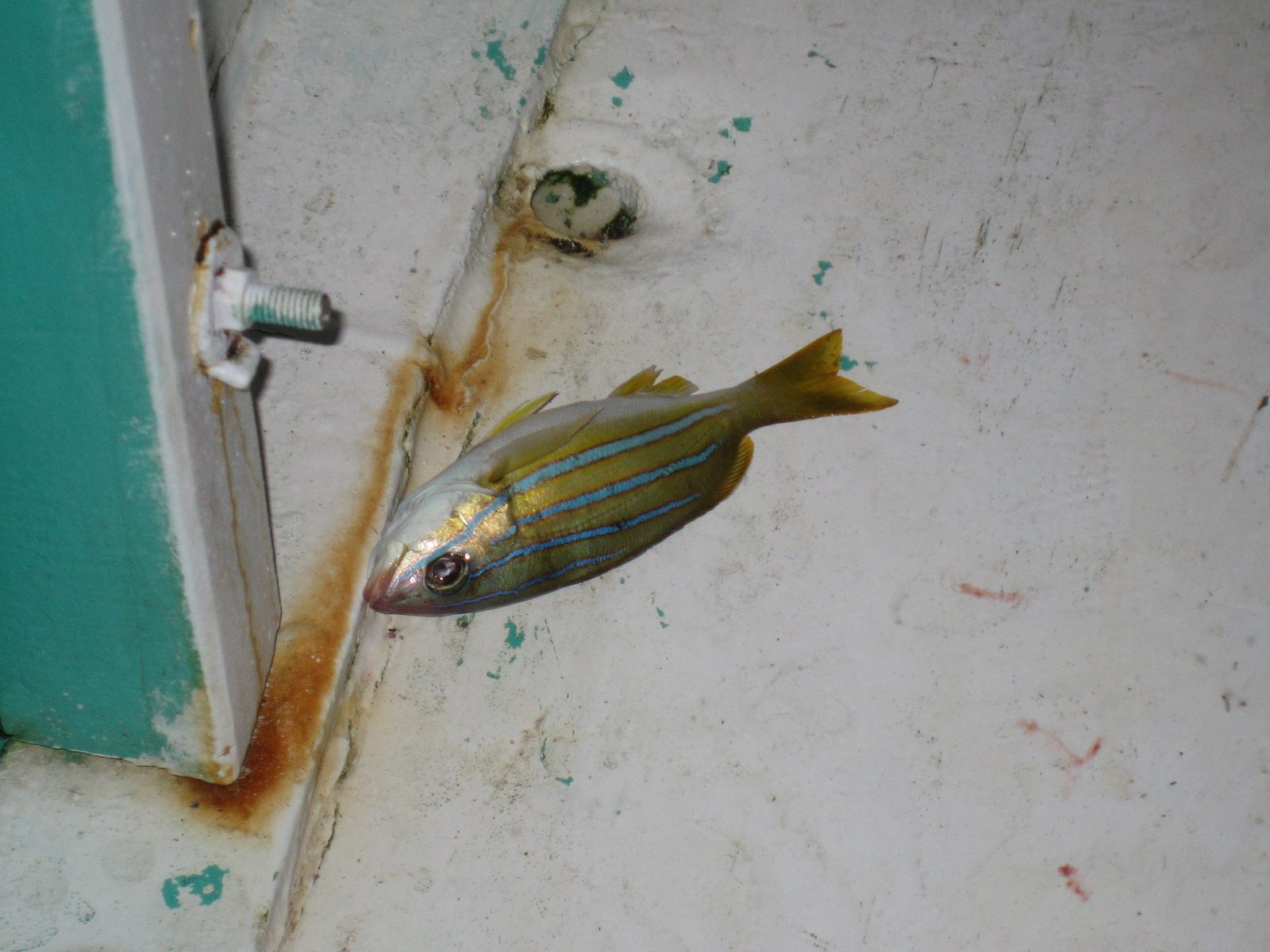 We caught a fish!
