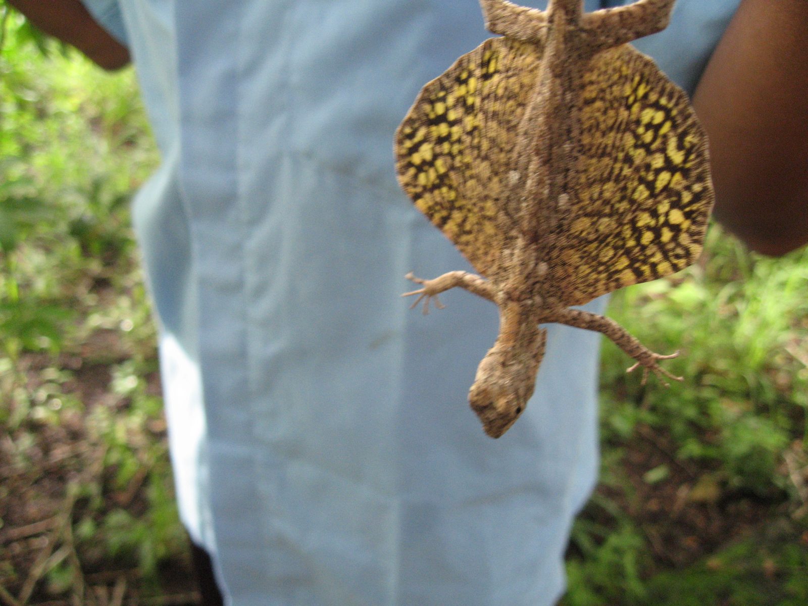 A flying lizard!