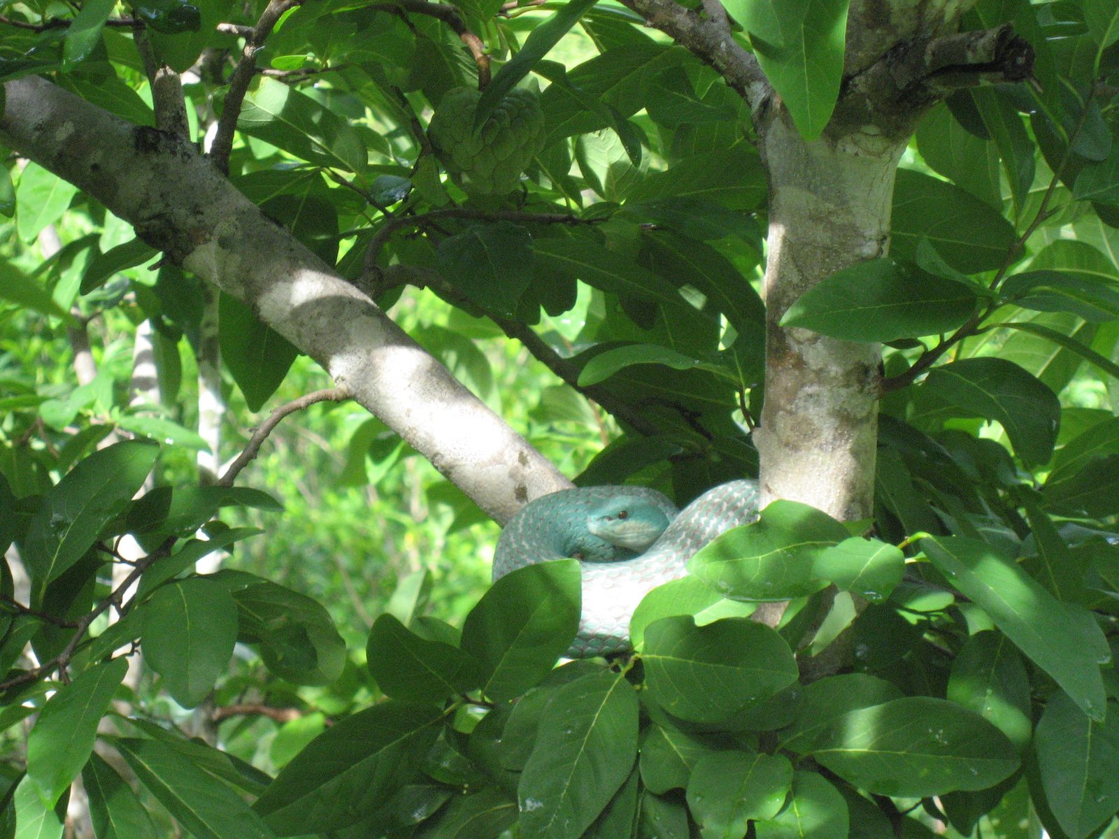 A green tree viper says hello.