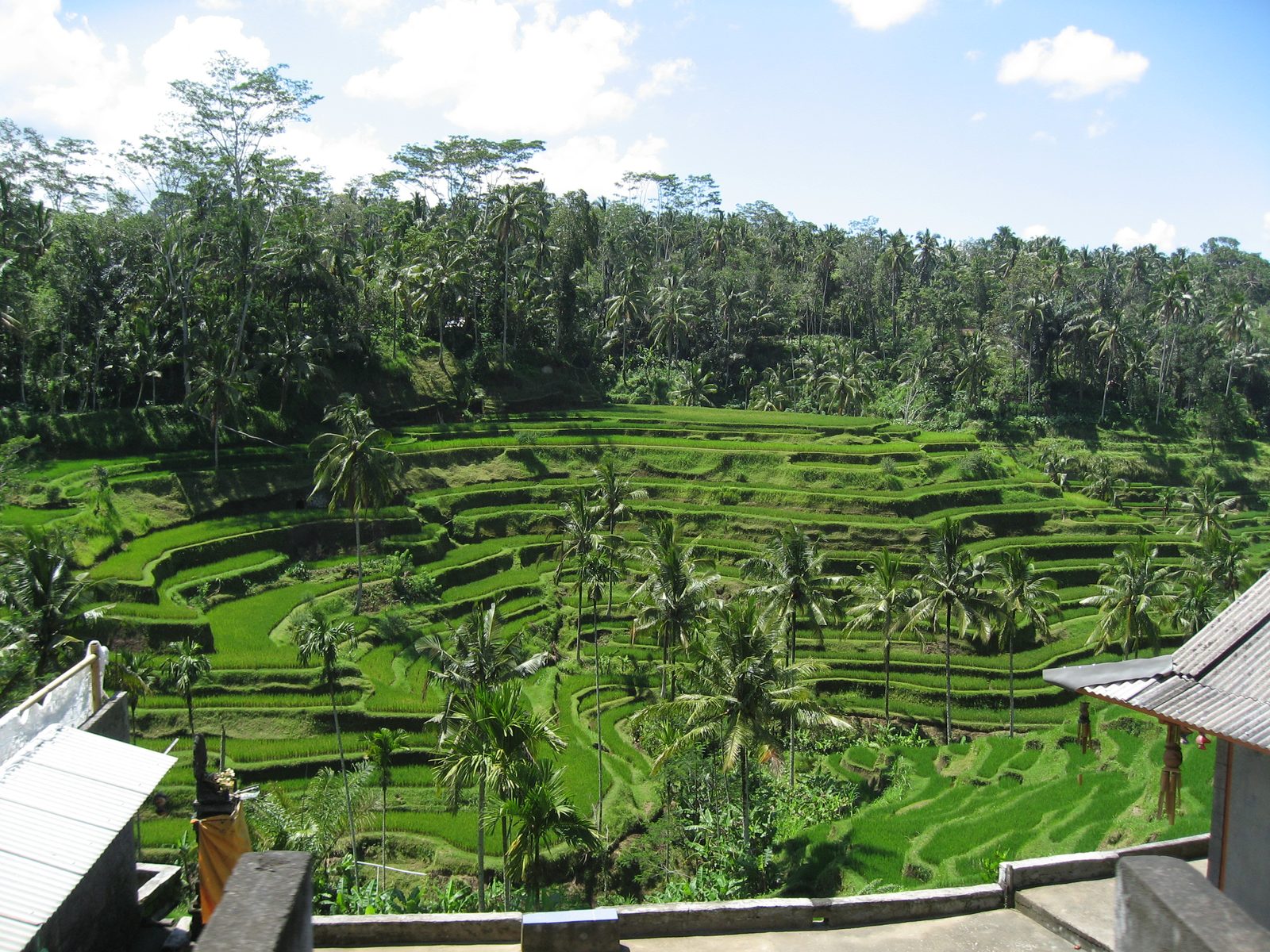 More rice paddies.