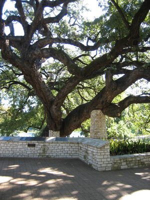 Crazy old tree in Landa Park in New Braunfels -- it...