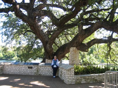 Catherine in front of the huge tree.