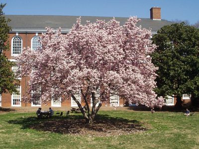 The flowering cherry tree in the center of Darden...