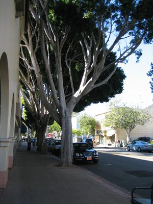 Several great trees.