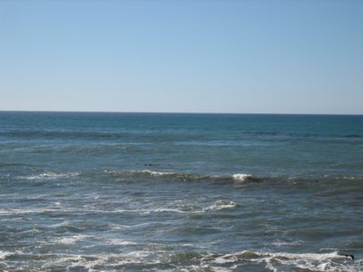 We're pretty sure those little black bobs in the water...