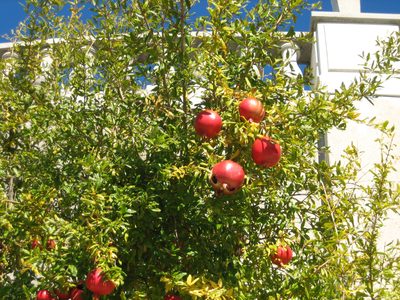Pomegranate trees outside Heart Castle.