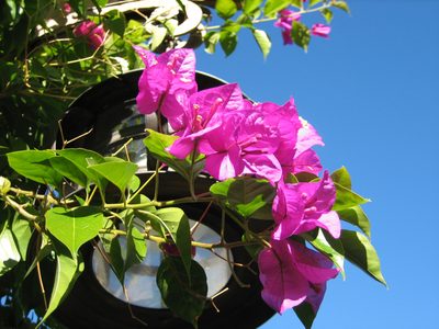 Bougainvillea are such pretty flowers.  Do they grow at...
