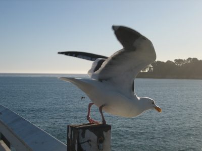 This rascally bird tried to steal the snack we were...