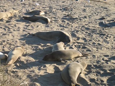 I like elephant seals.  They're cute and look friendly.